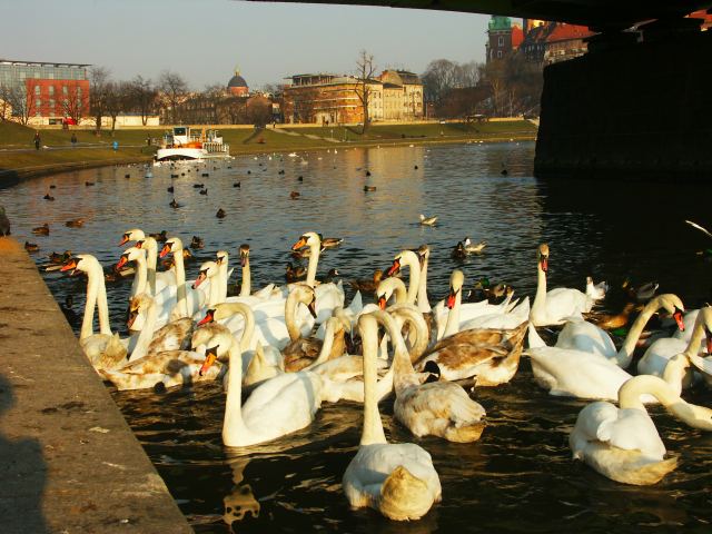 spis.php?category_id=219