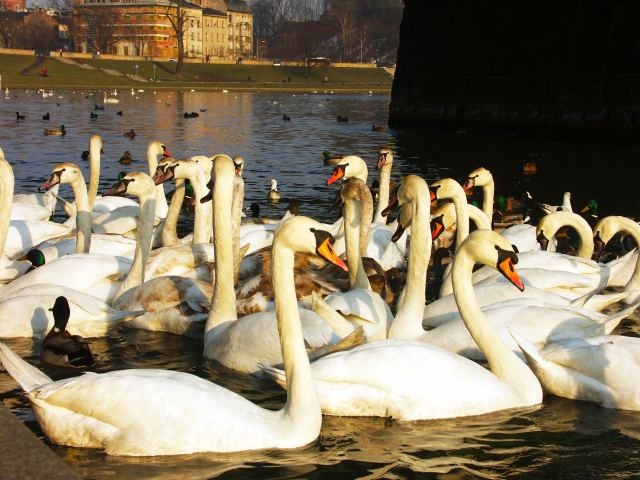 spis.php?category_id=219