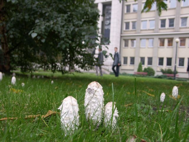 spis.php?category_id=234