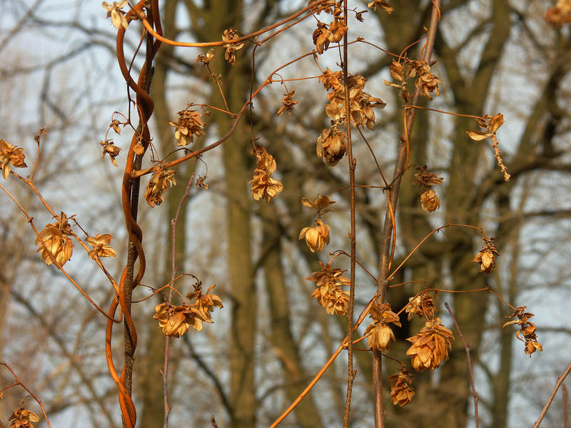 spis.php?category_id=237