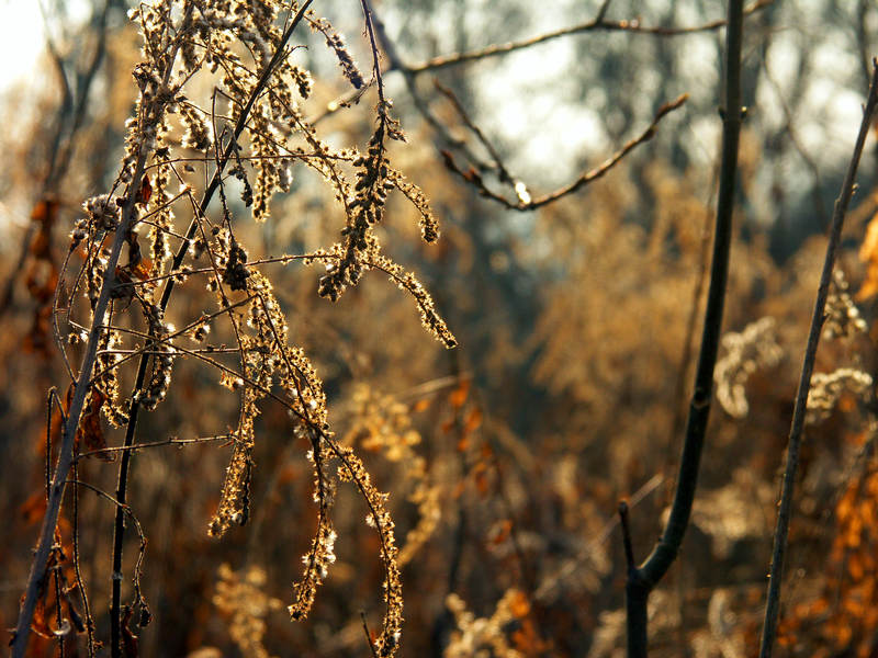 spis.php?category_id=237