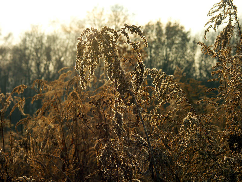 spis.php?category_id=237