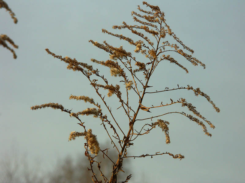 spis.php?category_id=237