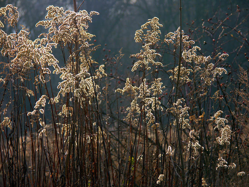 spis.php?category_id=237