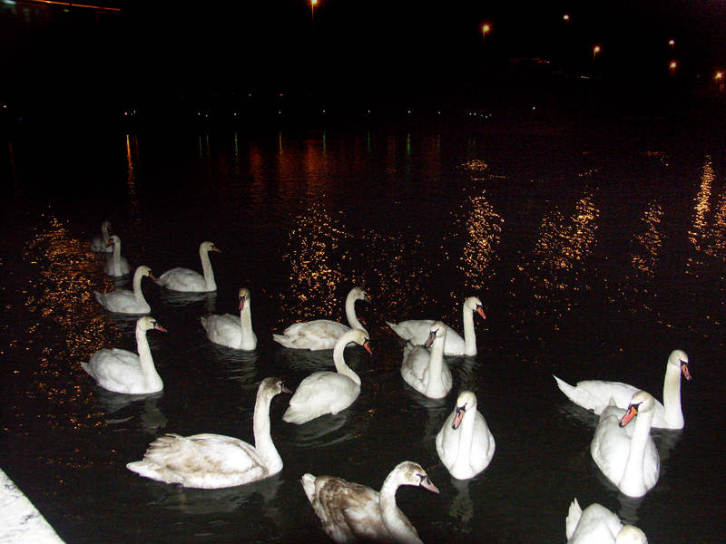 spis.php?category_id=243