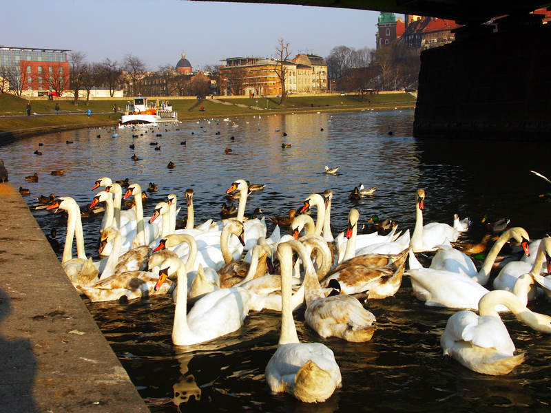 spis.php?category_id=243