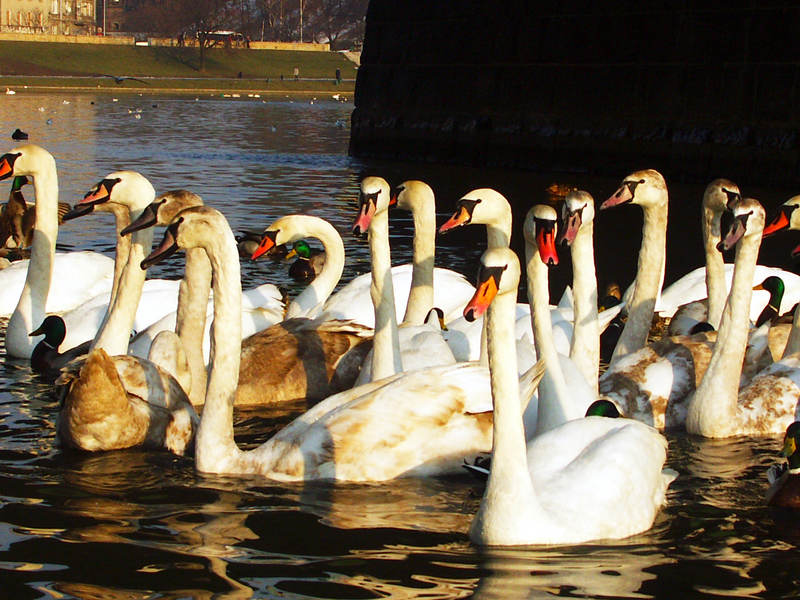 spis.php?category_id=243