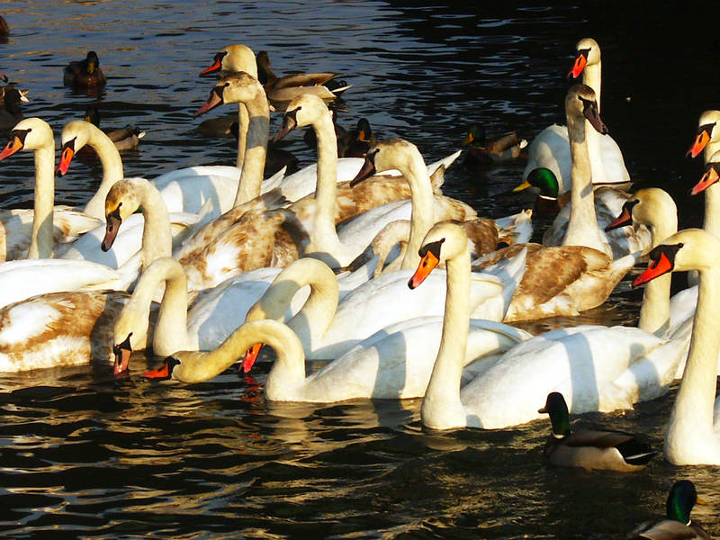 spis.php?category_id=243