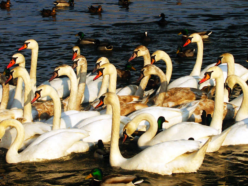 spis.php?category_id=243