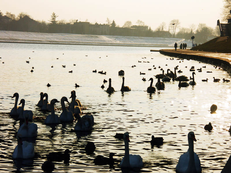 spis.php?category_id=243