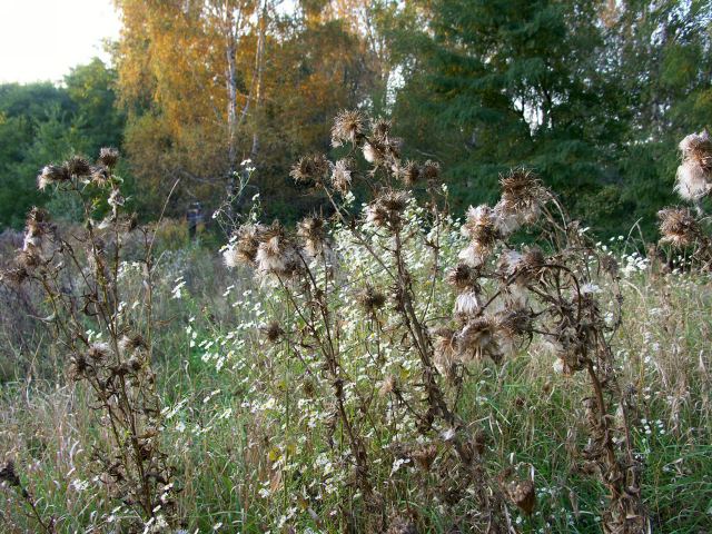 spis.php?category_id=244