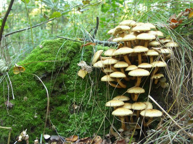 spis.php?category_id=244