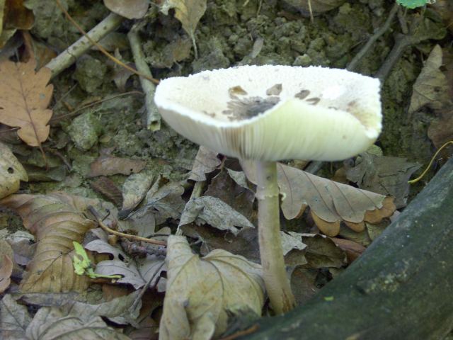 spis.php?category_id=244