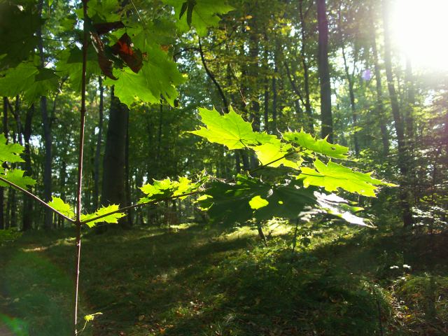 spis.php?category_id=244