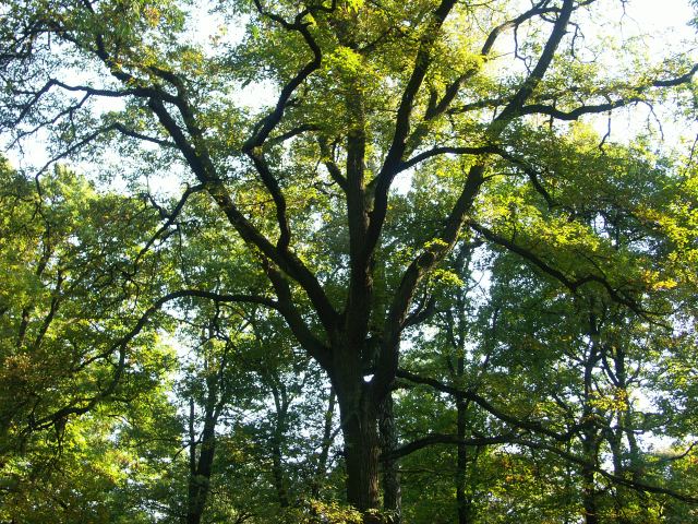 spis.php?category_id=244