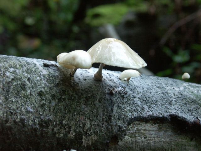 spis.php?category_id=244