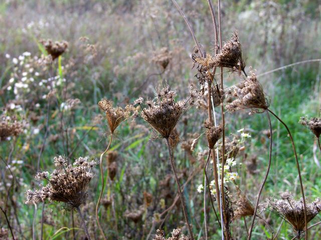 spis.php?category_id=244