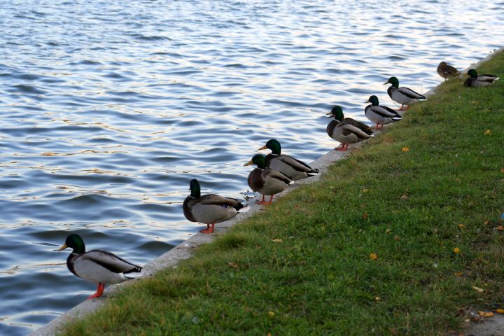 spis.php?category_id=305