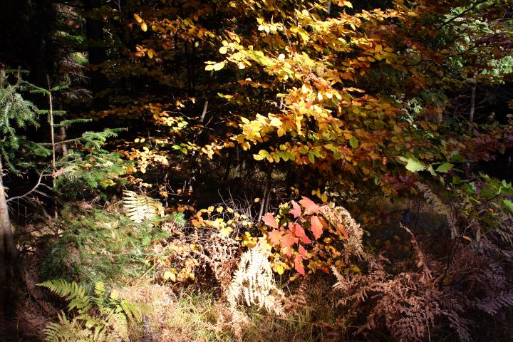 spis.php?category_id=306