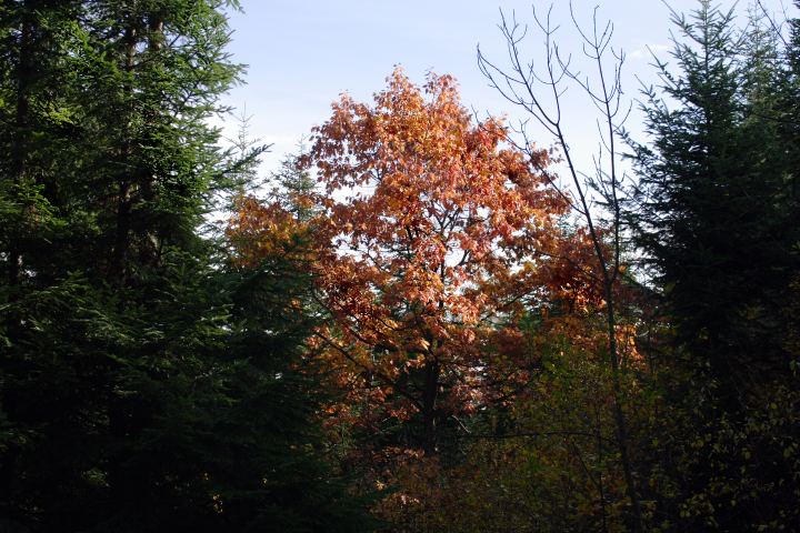 spis.php?category_id=306