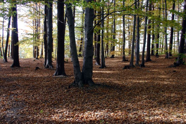 spis.php?category_id=306