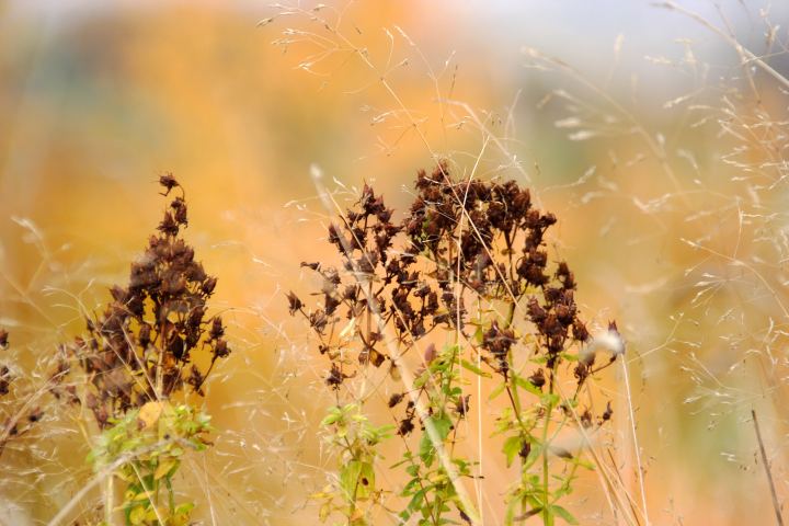 spis.php?category_id=306