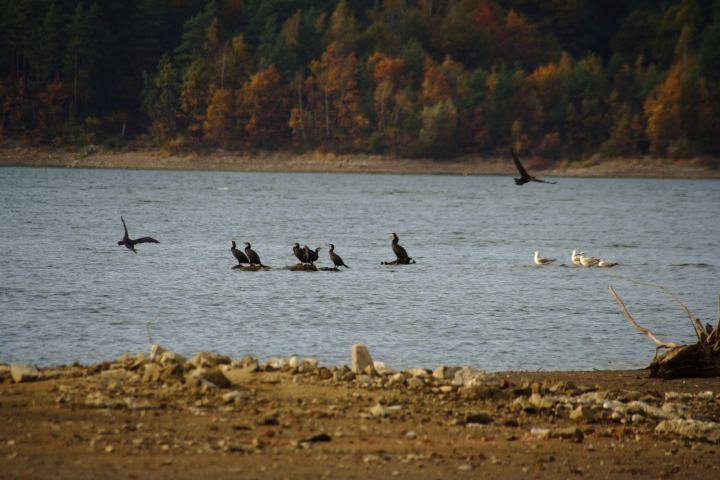 spis.php?category_id=306