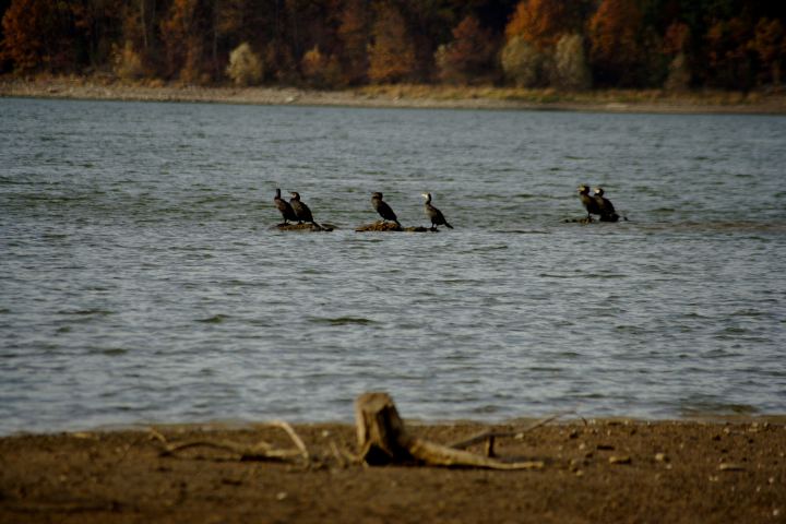 spis.php?category_id=306