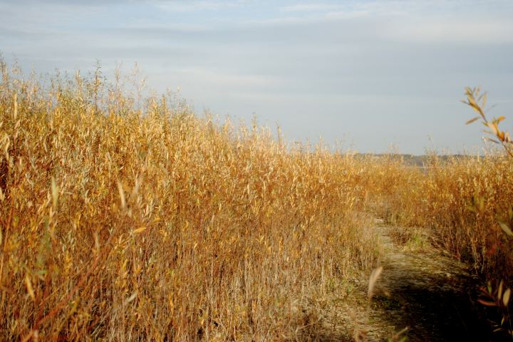 spis.php?category_id=306