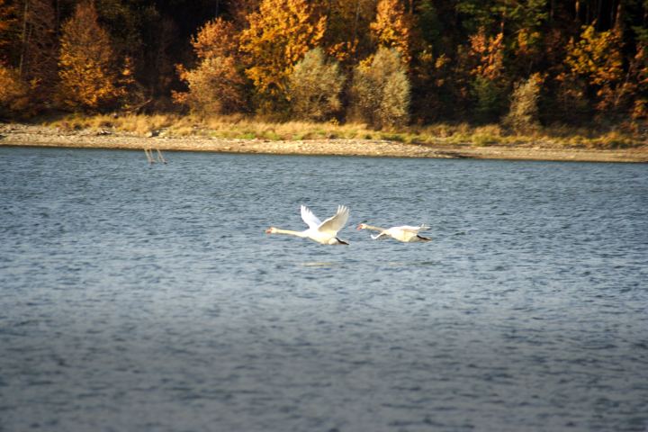 spis.php?category_id=306