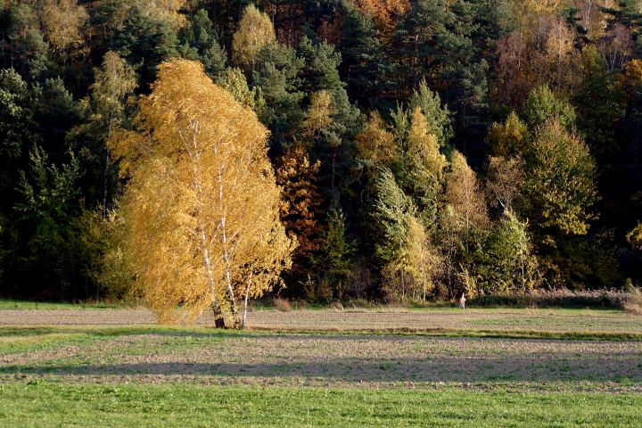 spis.php?category_id=306