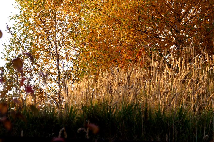 spis.php?category_id=306