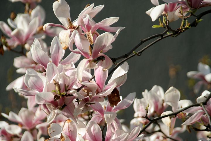 spis.php?category_id=325