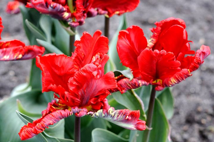 spis.php?category_id=350