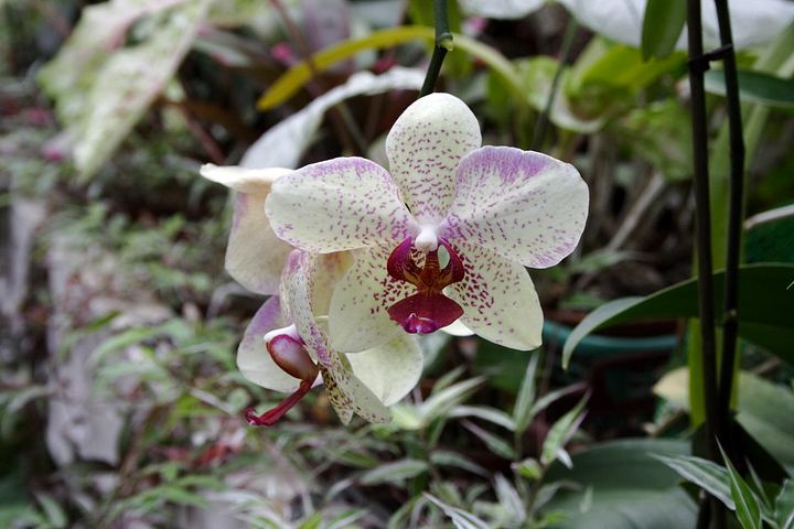 spis.php?category_id=350