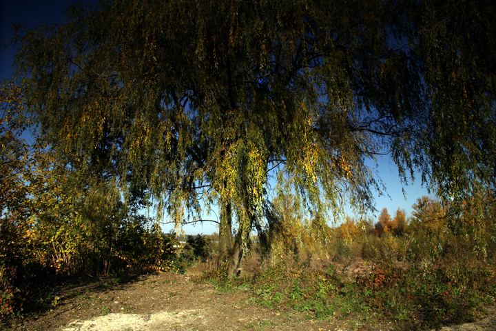 spis.php?category_id=343