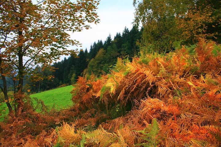 spis.php?category_id=343