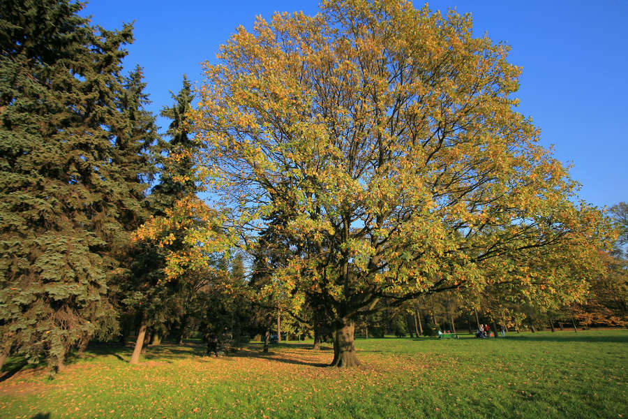 spis.php?category_id=390