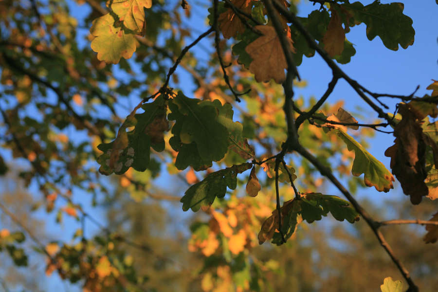 spis.php?category_id=390