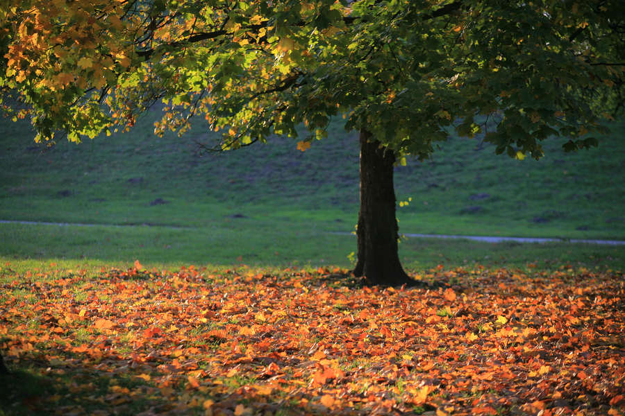 spis.php?category_id=390