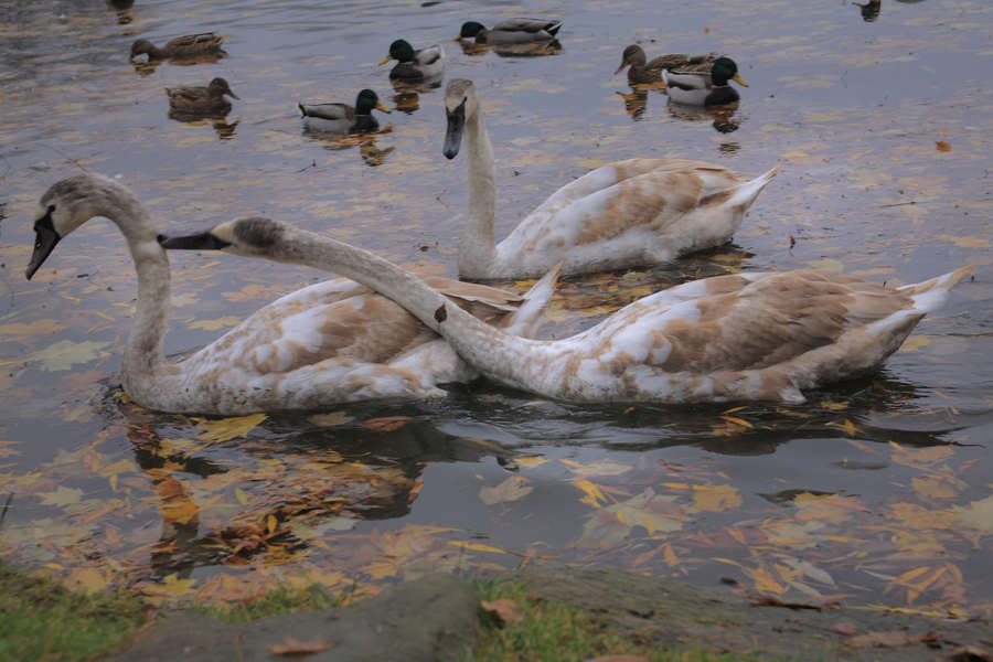 spis.php?category_id=392