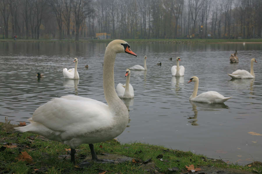 spis.php?category_id=392