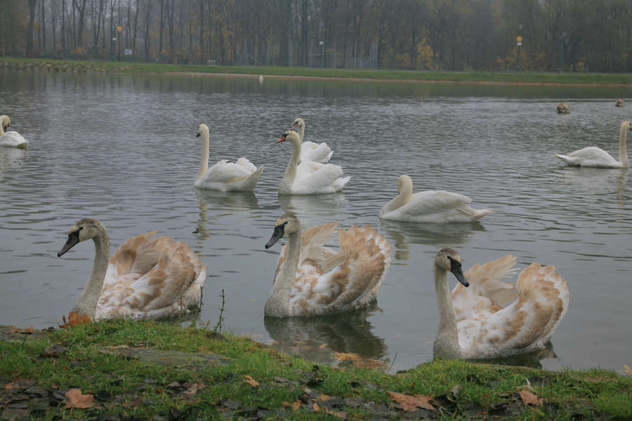 spis.php?category_id=392