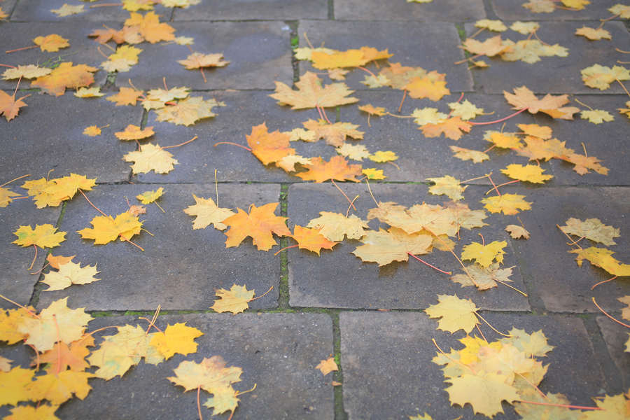 spis.php?category_id=392