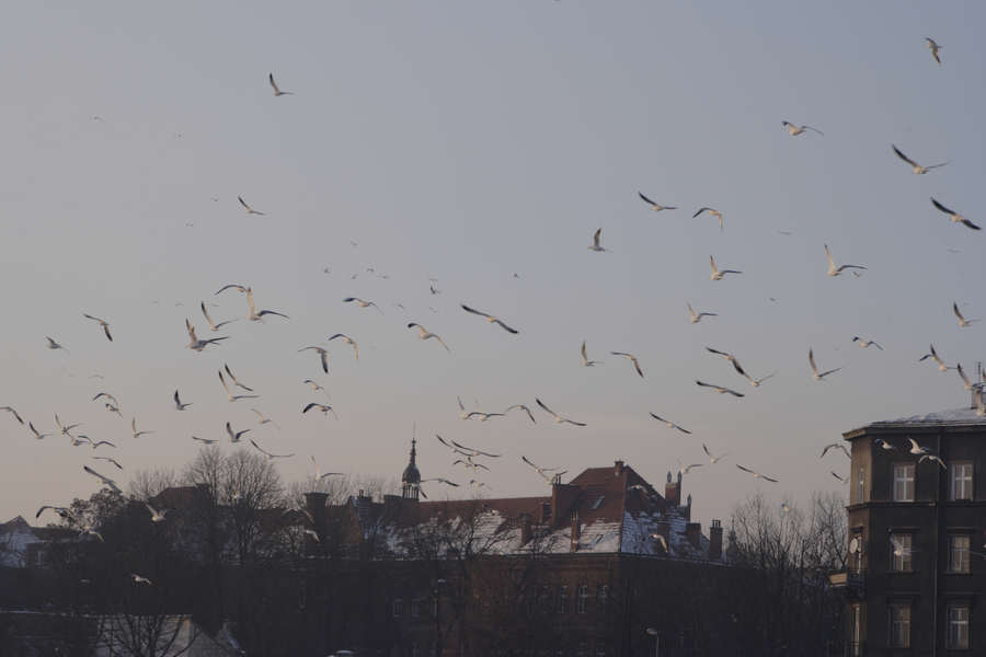 spis.php?category_id=424